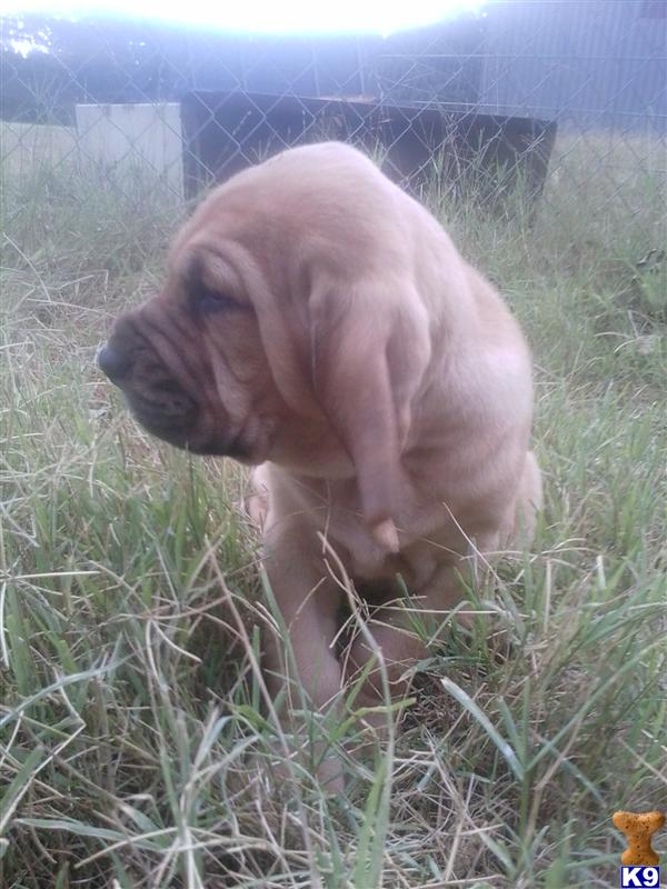 bloodhound puppy posted by Briar Rose Farm
